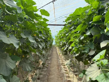 Жылыжай жұмысын жандардырған