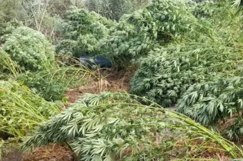 Қызылорда облысының полицейлері МИ-8 көмегімен қарасора плантациясын тапты