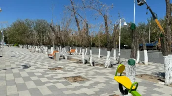 Қызылордада күрделі жөндеуден кейін ағаштар жаппай қурап жатыр