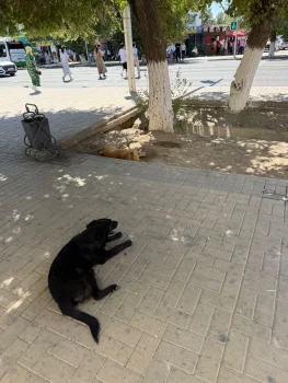 "Қызылордада қаңғыбас иттер – балалар мен тұрғындарға қауіп төндіріп тұр"