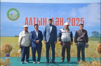 «Алтын орақ – 2025»: Шиелідегі егін ору науқаны еңбек мерекесіне айналды