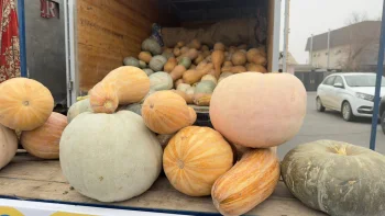 Сырдария ауданында ауыл шаруашылығы өнімдерінің жәрмеңкесі өтті